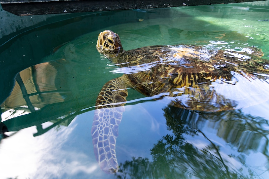 A turtle swimming in an outdoor pool with its head out of the water