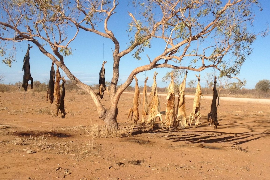 Farmers call for wild dog fence