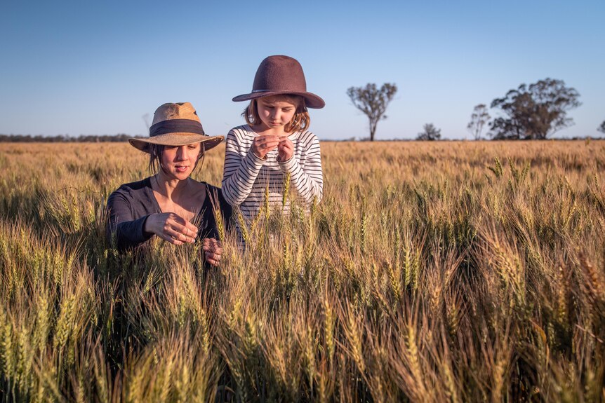 A woman and a girl stand in a golden wheat paddock inspecting the crop. 