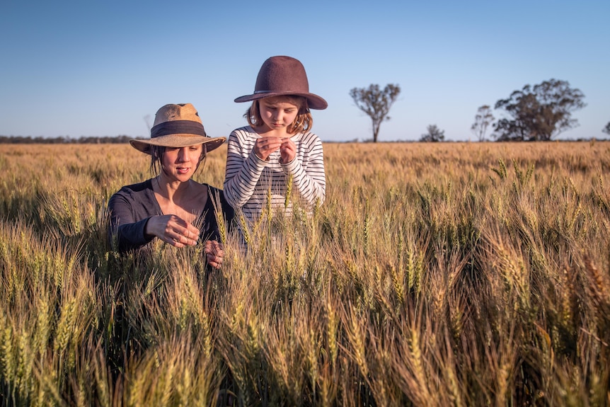 A woman and a girl stand in a golden wheat paddock inspecting the crop. 