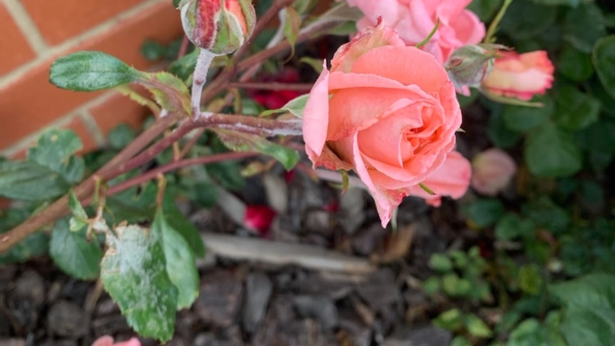 Pink and red roses in a garden, with powdery mildew on the leaves