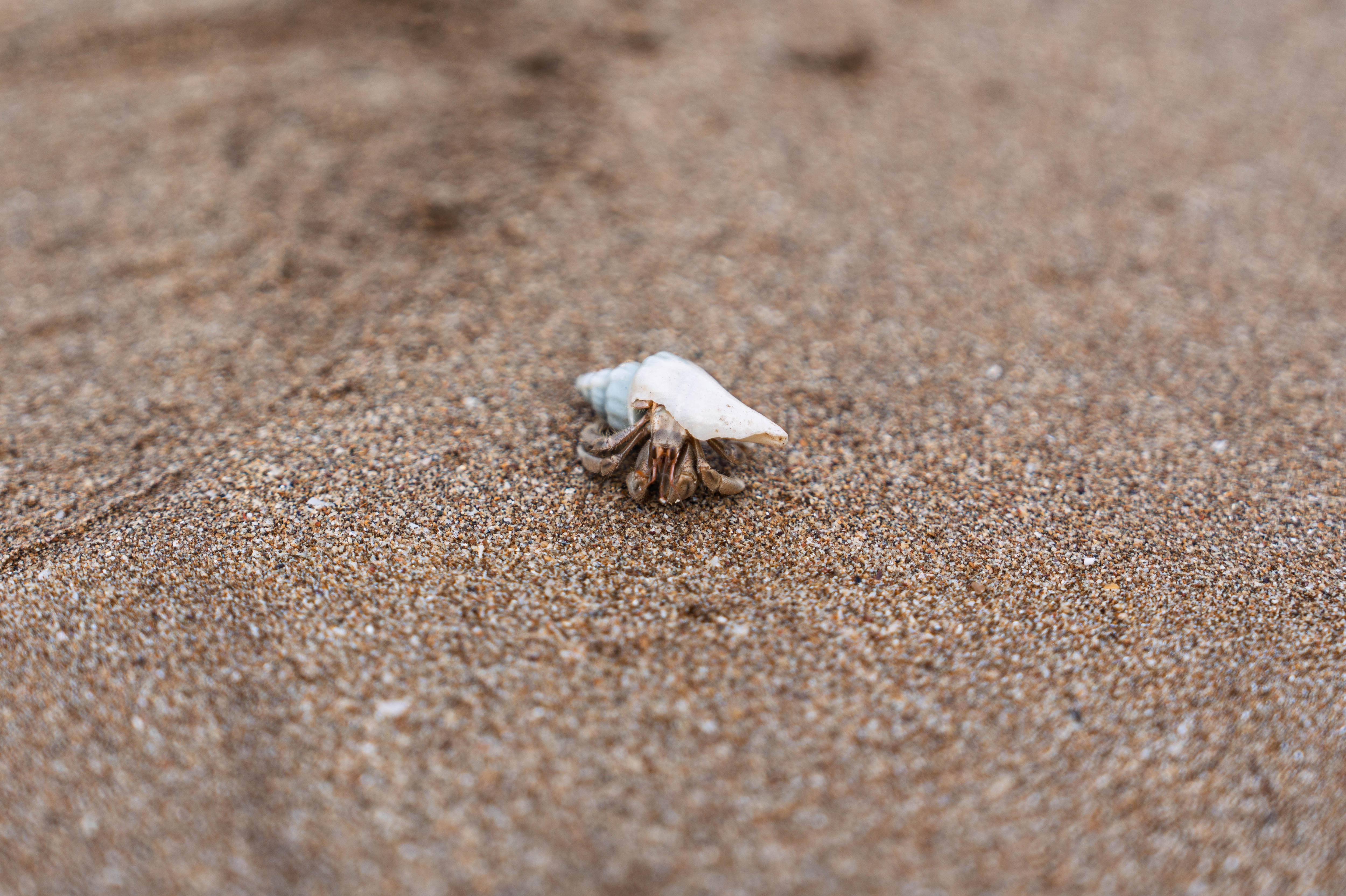 Un pequeño cangrejo moviéndose por una playa de arena.