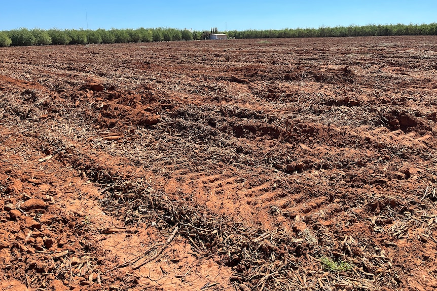 The wood chips have been mixed into the soil