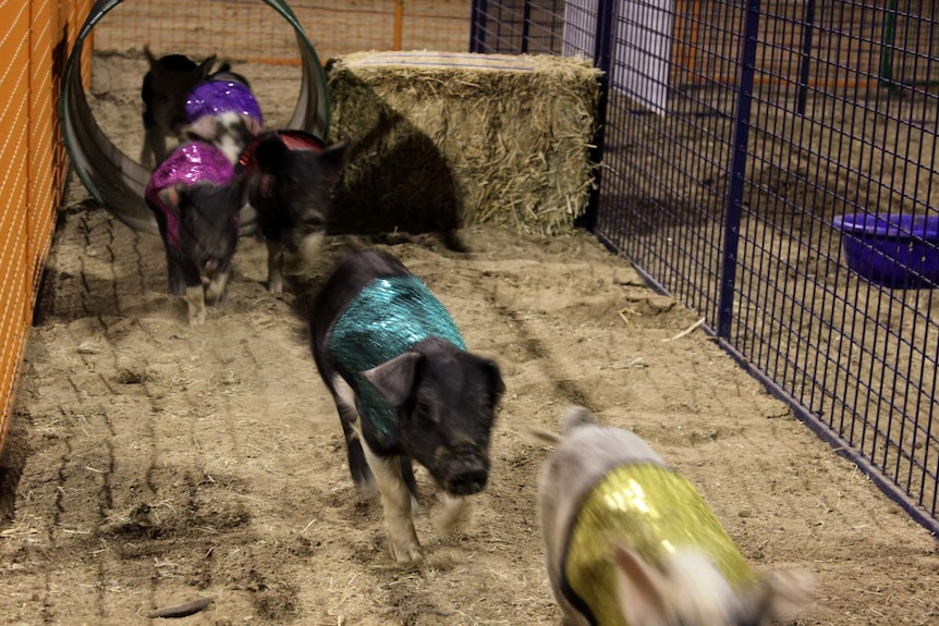 Piglets in sequinned jackets racing through an obstacle course