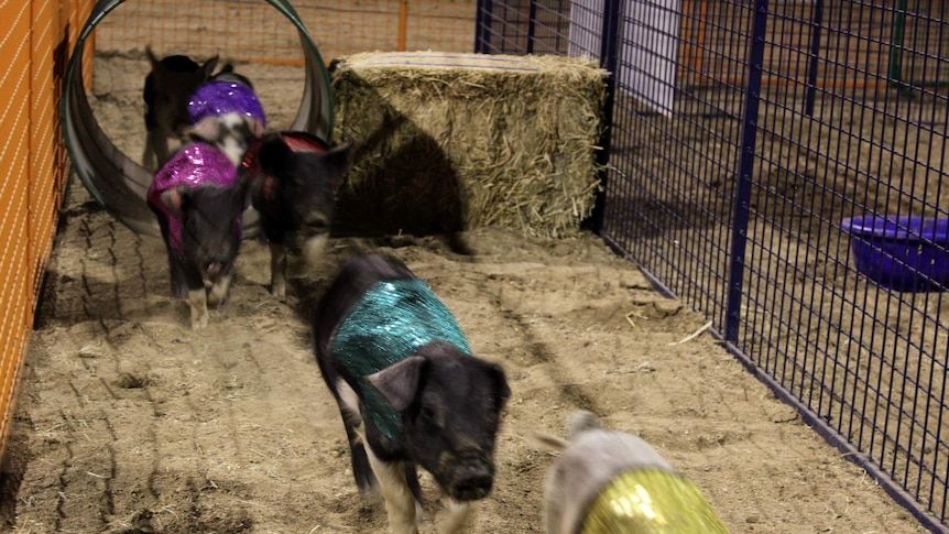 Piglets in sequinned jackets racing through an obstacle course
