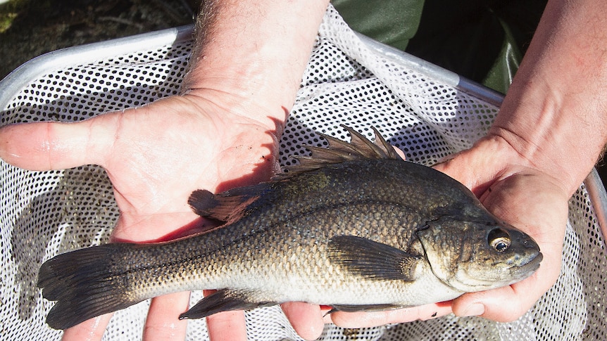 Hands holding a Macquarie Perch fish caught in a net.