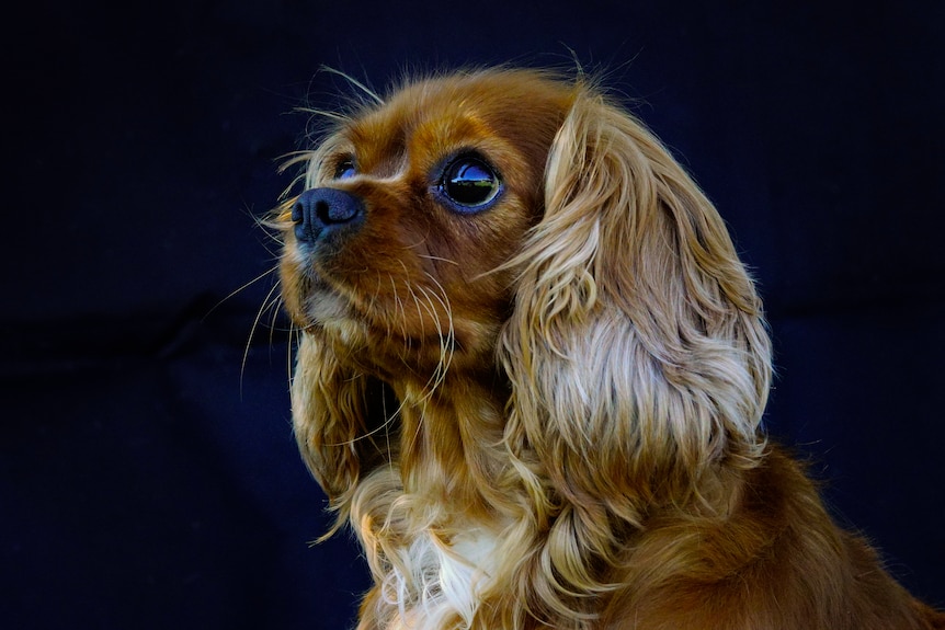 A brown Cavalier King Charles Spaniel looking up to the left