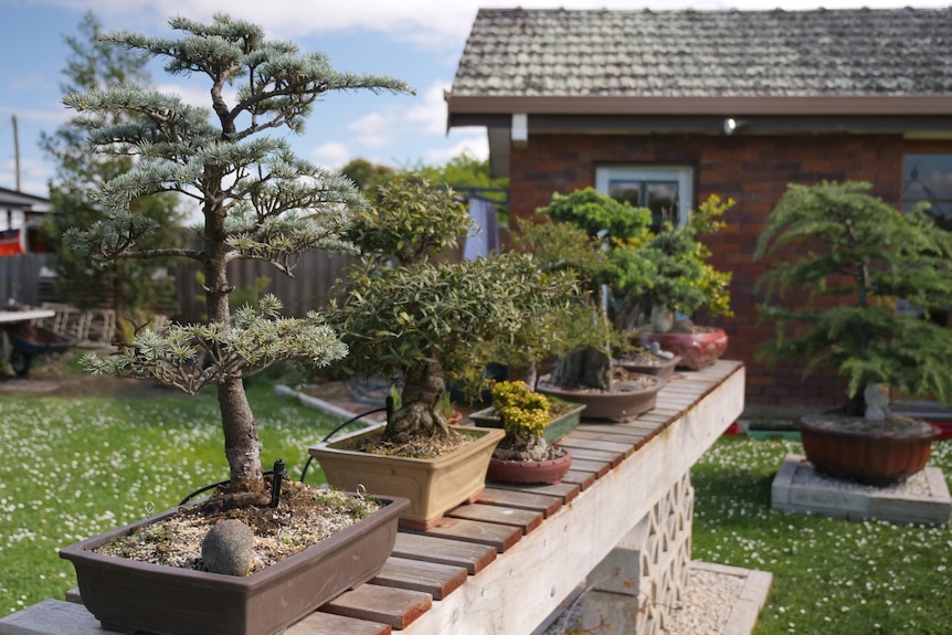 Seven bonsai trees of different types sitting on a long bench, a house and garden in the background.