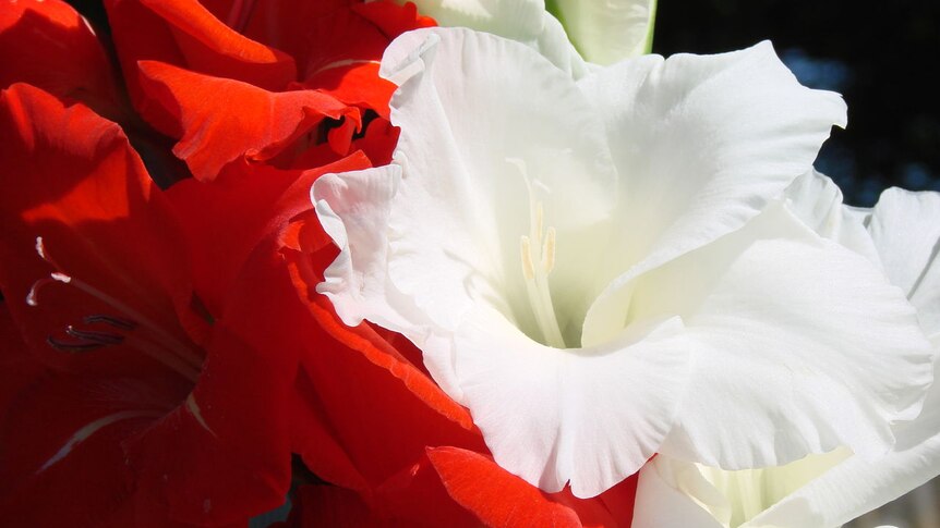 Red with white gladioli