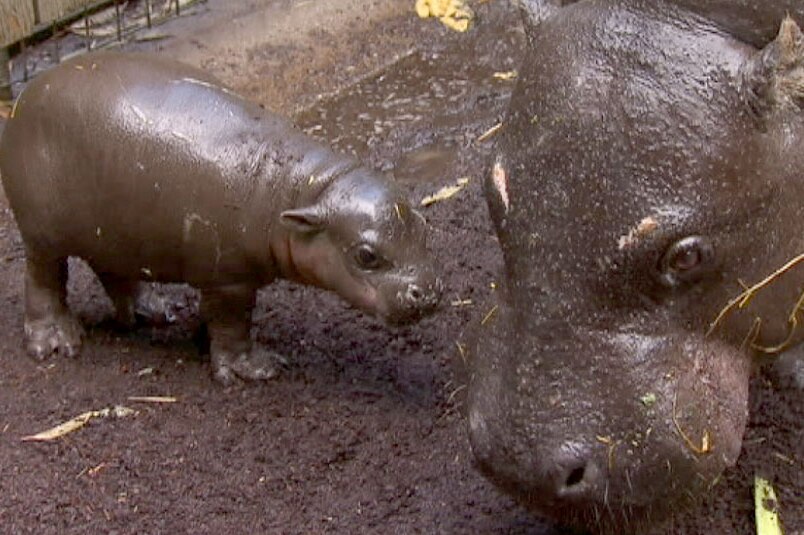 Baby pygmy hippo calf with mother Petre at Melbourne Zoo
