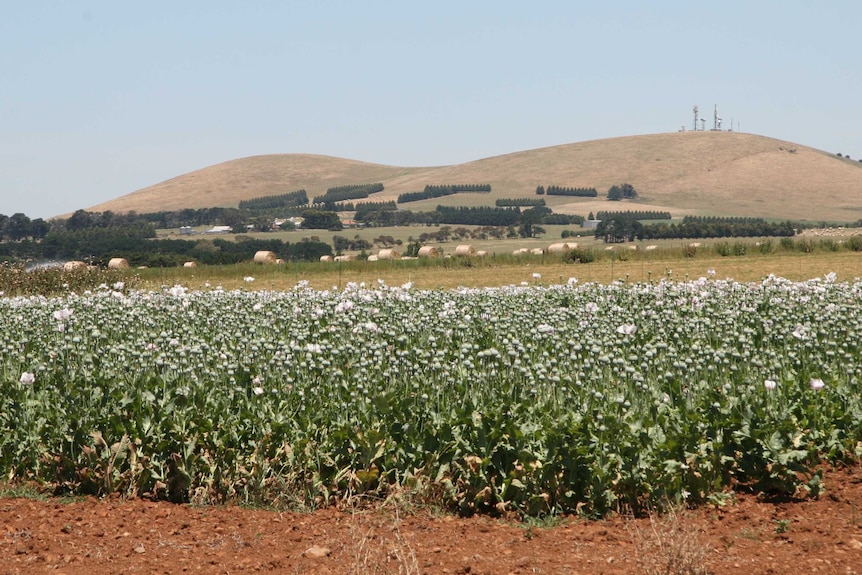 Harvest of Victorian poppy trial crops