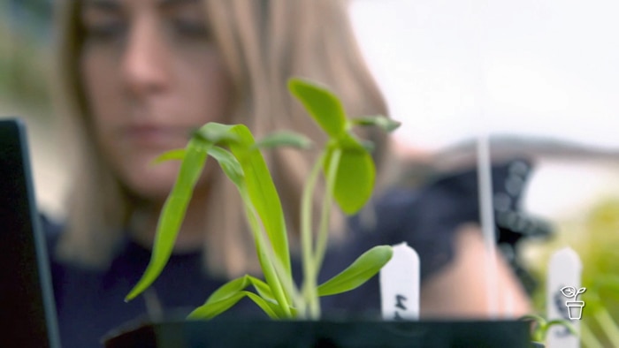 Woman sitting at a laptop with seedling plants in pots in foreground