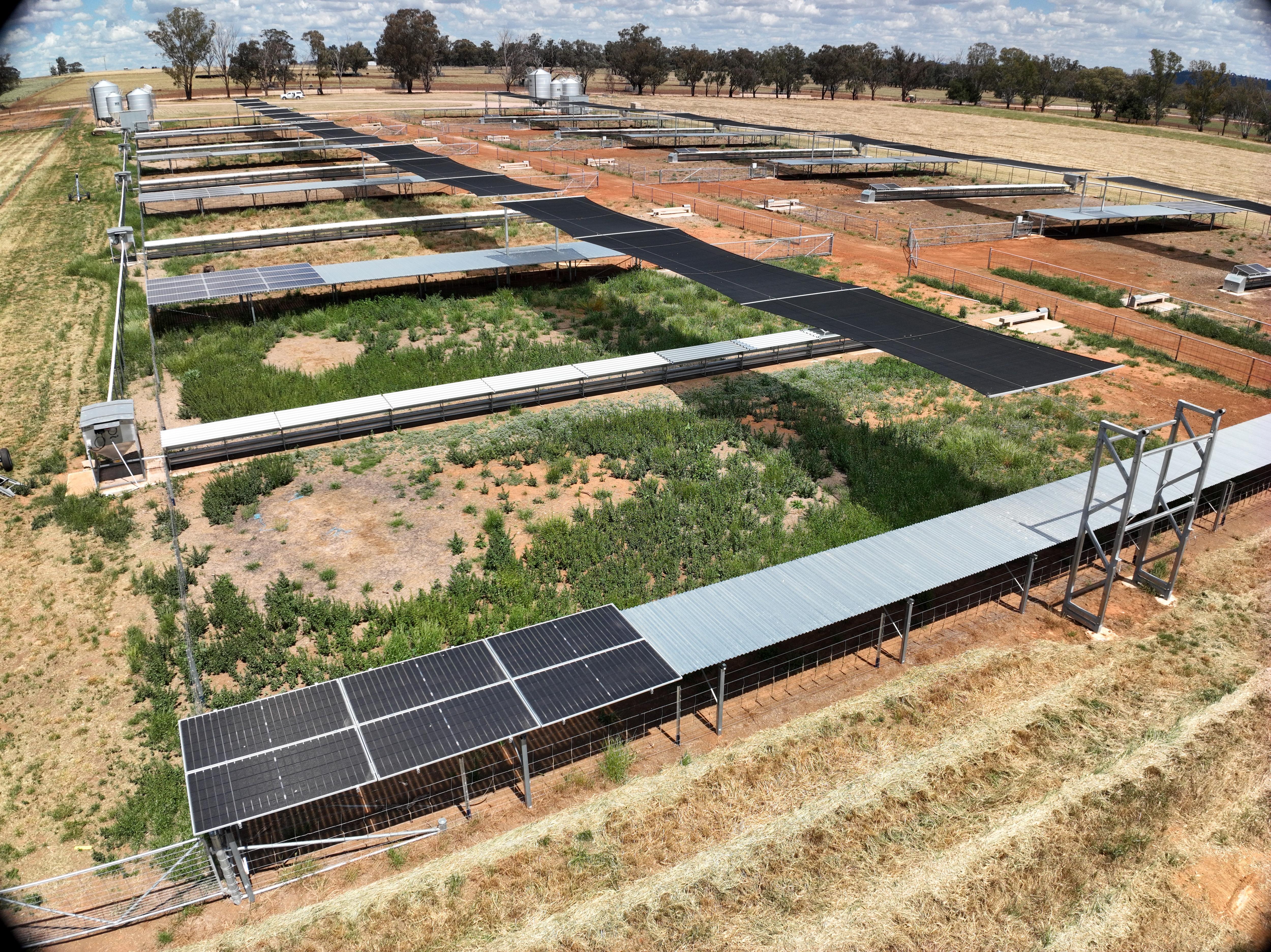 An aerial image of semi-transparent solar panels installed on a sheep feedlot.