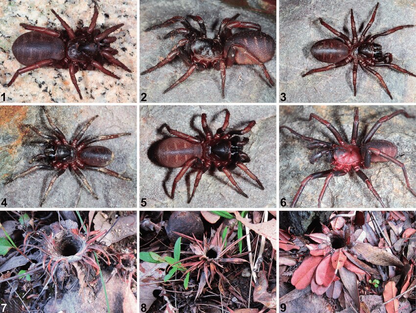 Trapdoor spiders