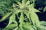 Close up on cannabis plant growing outdoors.