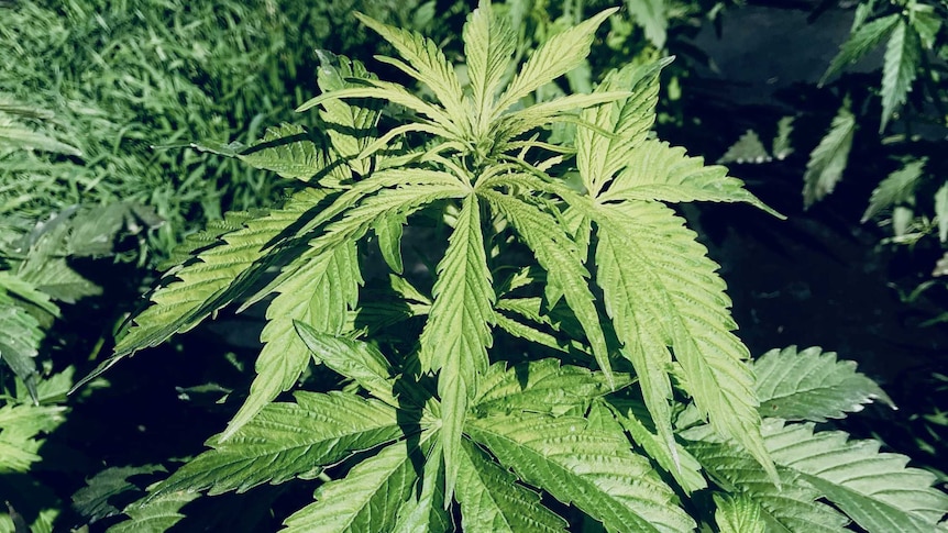 Close up on cannabis plant growing outdoors.