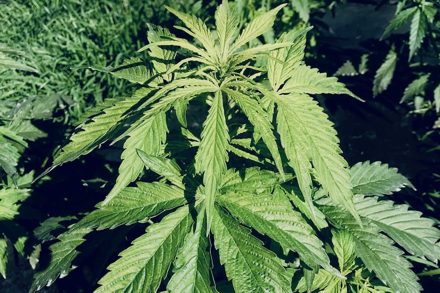 Close up on cannabis plant growing outdoors.