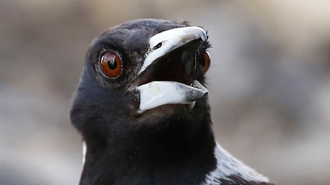 magpie