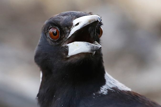 magpie