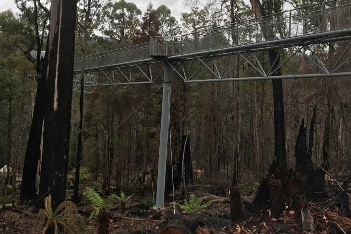 Airwalk structure in forest