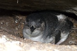 A little penguin sits inside a burrow looking at the camera.