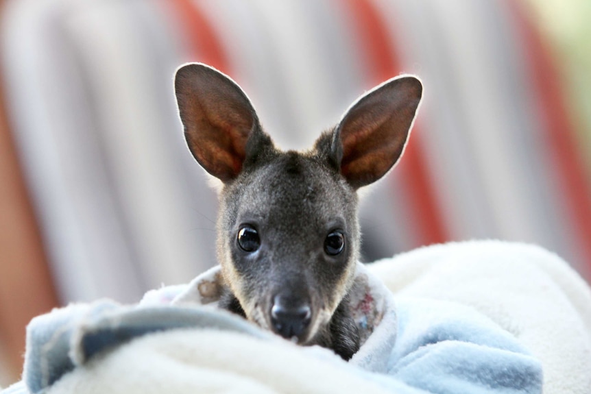 Swamp wallaby Sparky