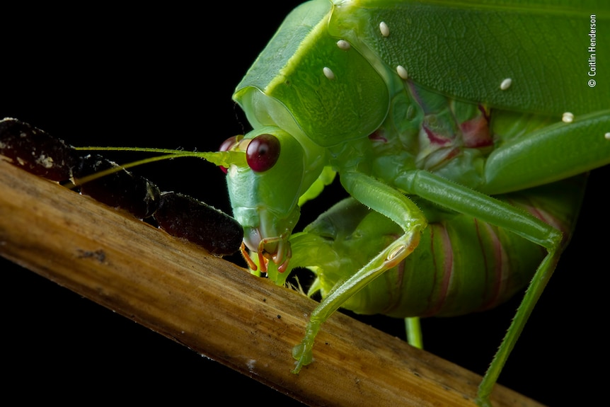A cricket lays eggs