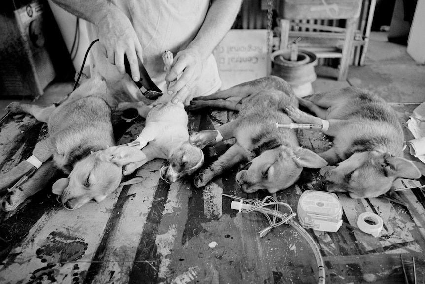 Black and white photo of four sedated pups on a table being prepared for surgery.