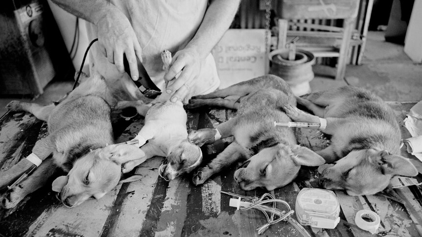 Black and white photo of four sedated pups on a table being prepared for surgery.