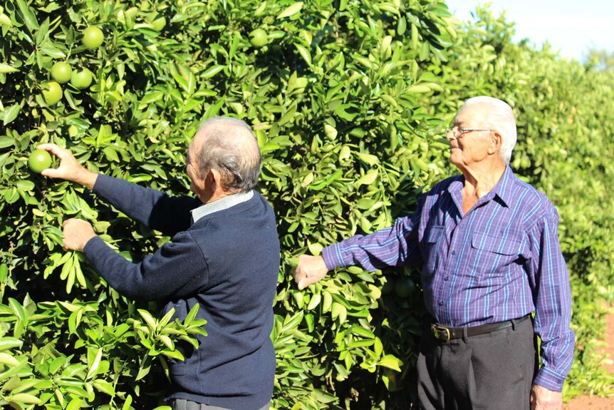 Sam and Frank Amatos looking at orange trees in the farm they sold late last year after more than 40 years of growing citrus.