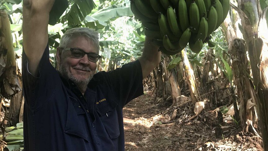 Banana grower Denis Howe reaches up to his banana crop.