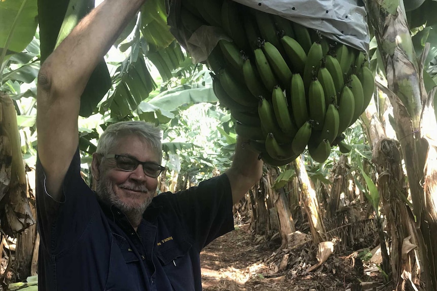 Banana grower Denis Howe reaches up to his banana crop.