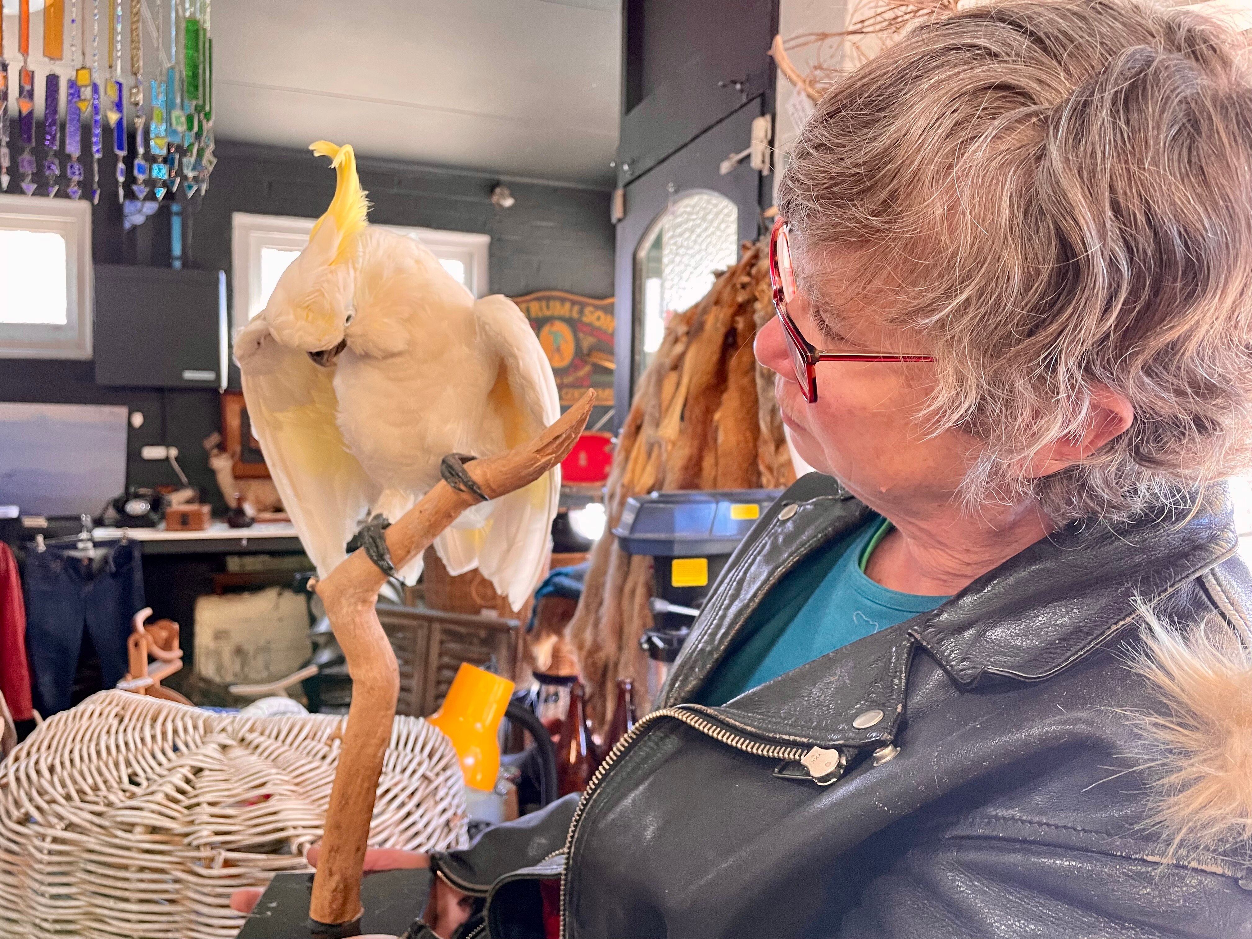 A woman wearing a leather jacket holding up and looking at a stuffed cockatoo