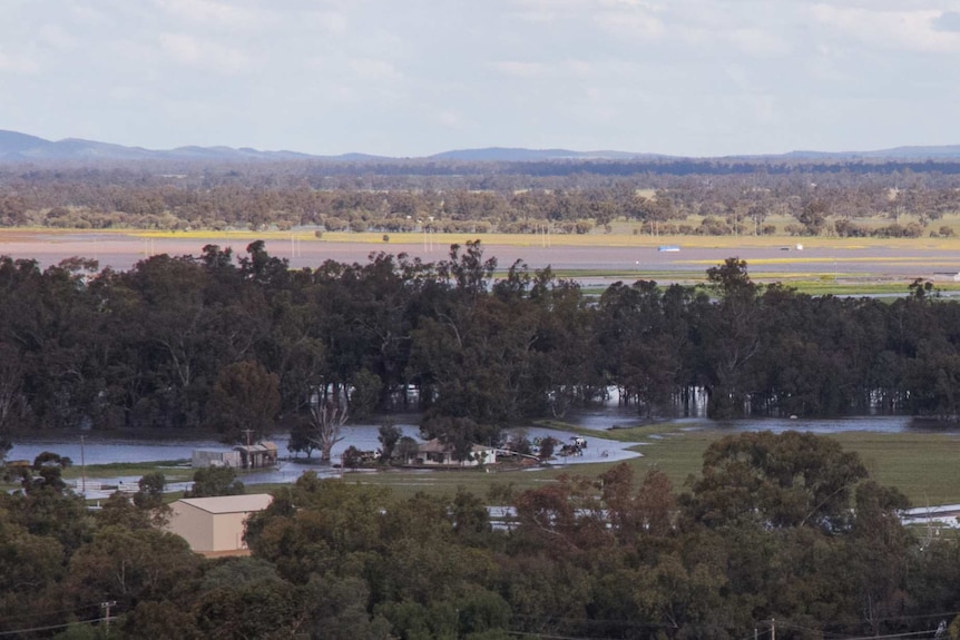Floodwater from the Lachlan River flowing onto farmland near Condobolin.