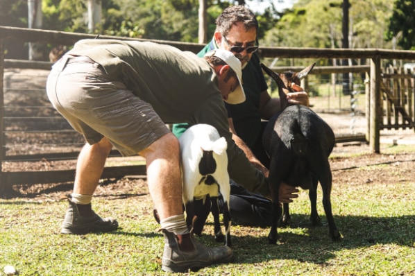 Two men with two Nigerian Dwarf goats goats in a paddock.