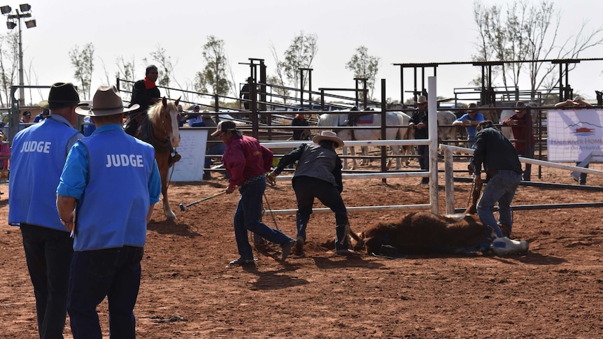 Three people hold down a calf with blue paint, while judges and man a horse look on.