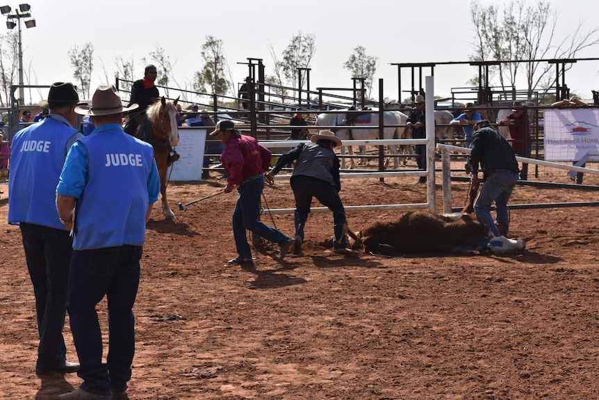 Three people hold down a calf with blue paint, while judges and man a horse look on.