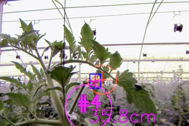 Robot working in a greenhouse