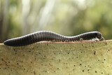 Portugese millipede on a wall
