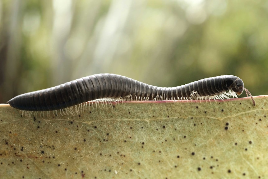 A close-up of a small millipede walking across a wall