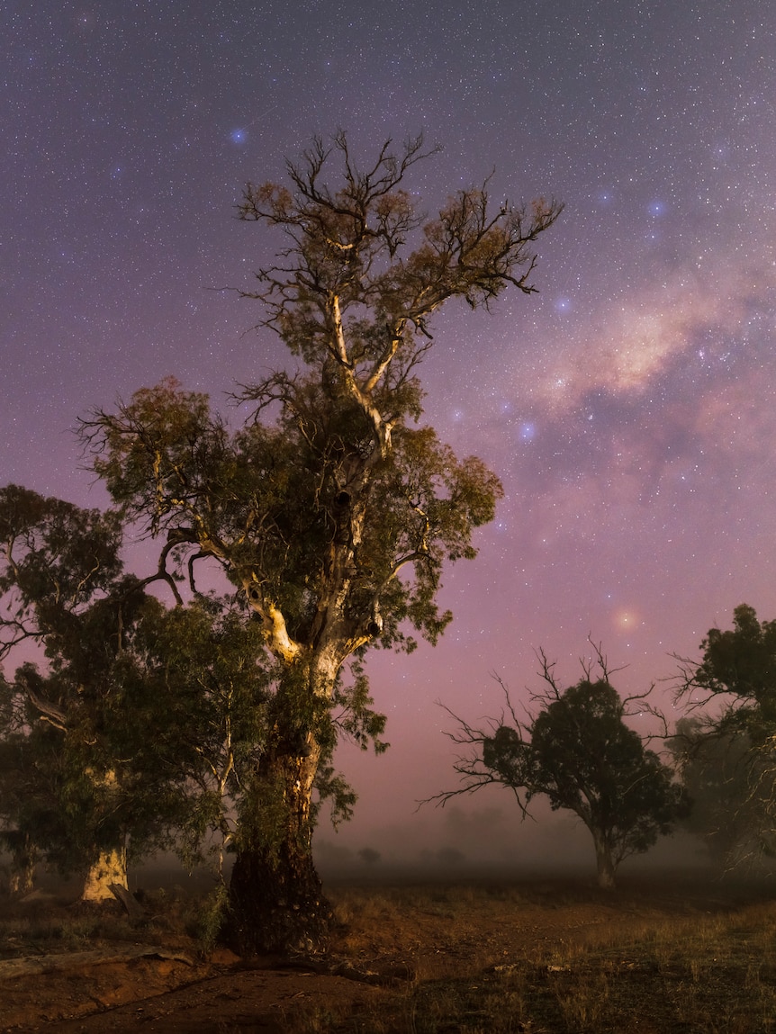A giant hum tree in the fog with stars behind.