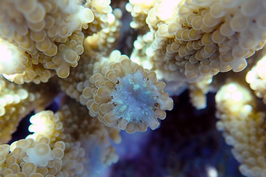 underwater shots of scientists setting up floating nets to catch spawn on reef