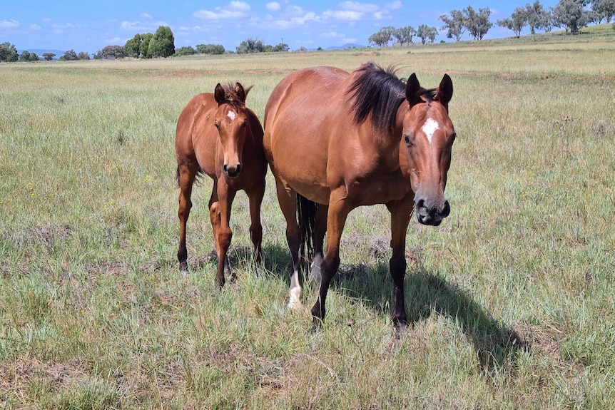 A bay mare and her foal stand in a paddock.