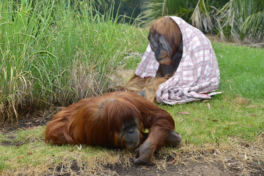 Kluet and Karta the orangutans
