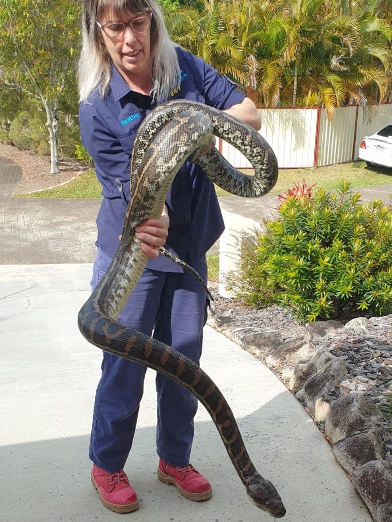 Woman holding a large carpet python