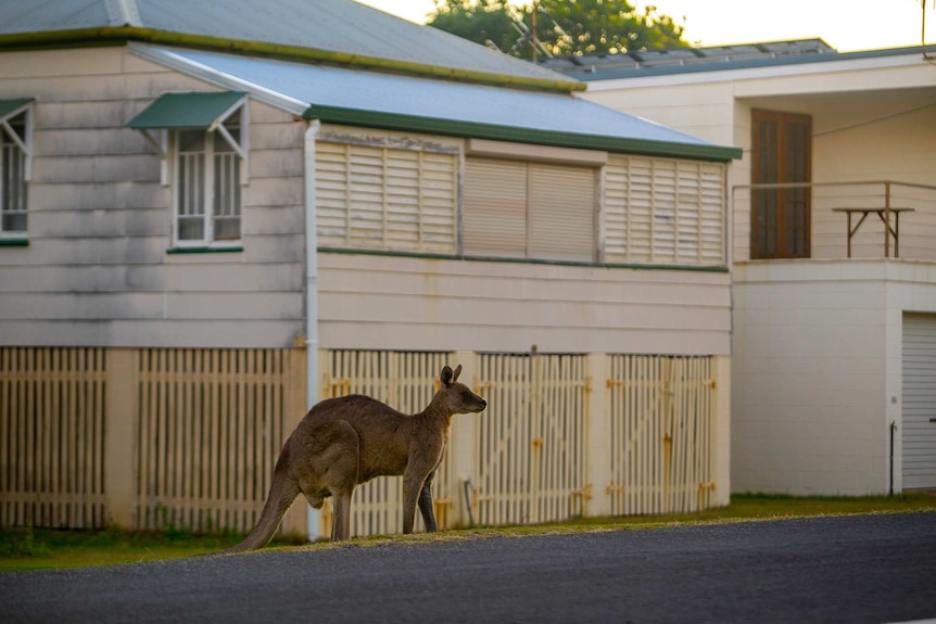 Woodgate kangaroos