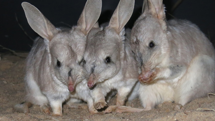 Three bilbies huddle close together inside their sandy enclosure at the Charleville Bilby Experience.