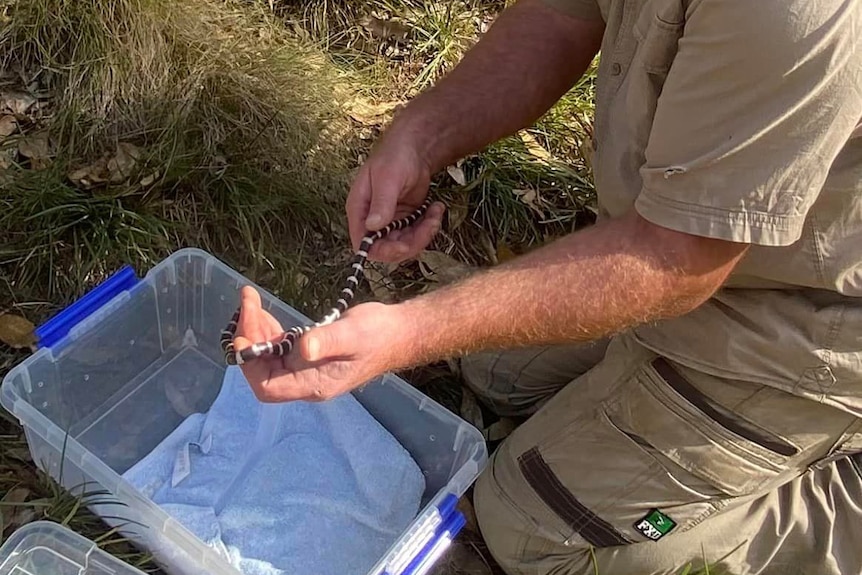 man removing small black and white banded snake from a clear plastic box with his two hands in scrub 