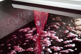 Cherry juice flowing into a vat