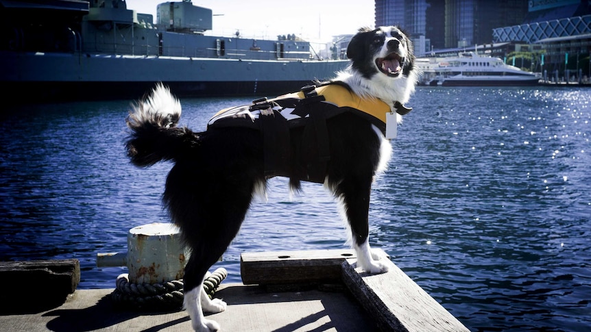 Bailey the dog, employee the Australian National Maritime Museum